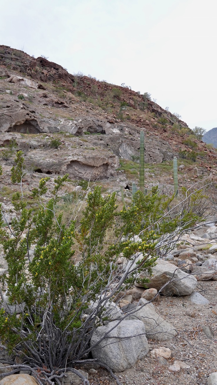 Larrea tridentata, Cresote Bush, Bahia de los Angeles, Baja California (1)