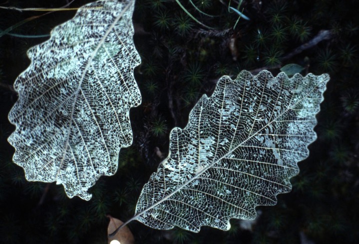 leaf skeletons789