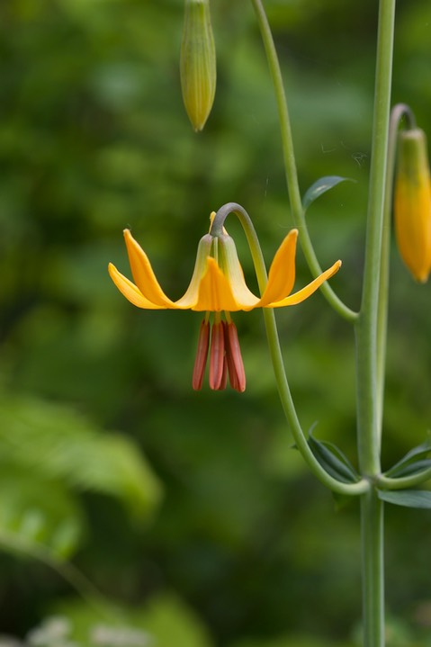 Lilium columbianum 2