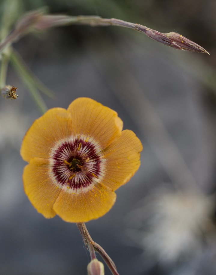 Linum puberulum Apache Peak Apr14a