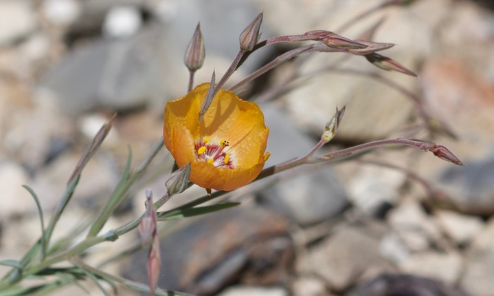 Linum puberulum Apache Peak Apr14b