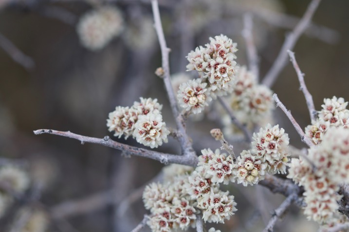 Littleleaf Sumac - Rhus microphylla3a