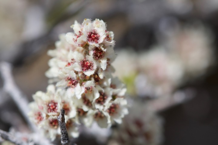 Littleleaf Sumac - Rhus microphylla2a