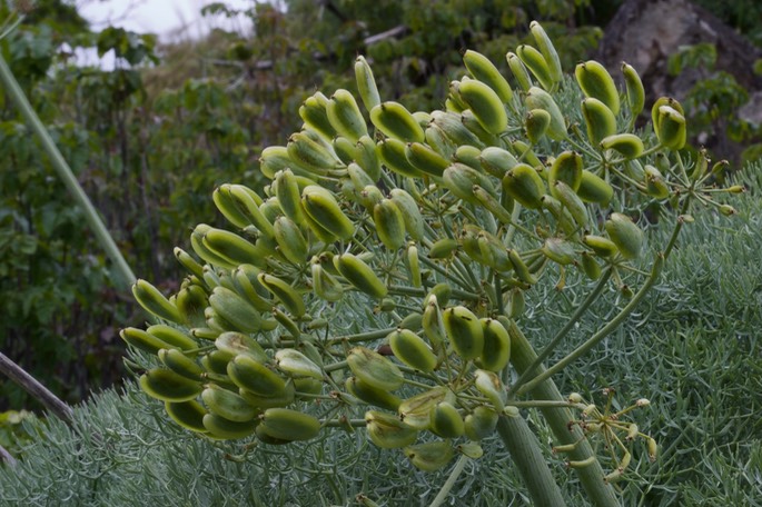 Lomatium columbianum Columbia Desert Parsley Seed Pods Rowena Dell, Columbia River Gorge, Oregon1