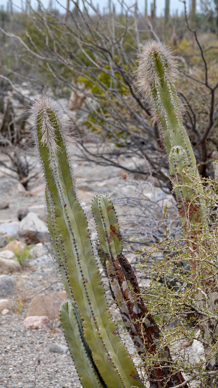 Lophocereus schottii, Old Man Cactus, Bahia de los Angeles, Baja California