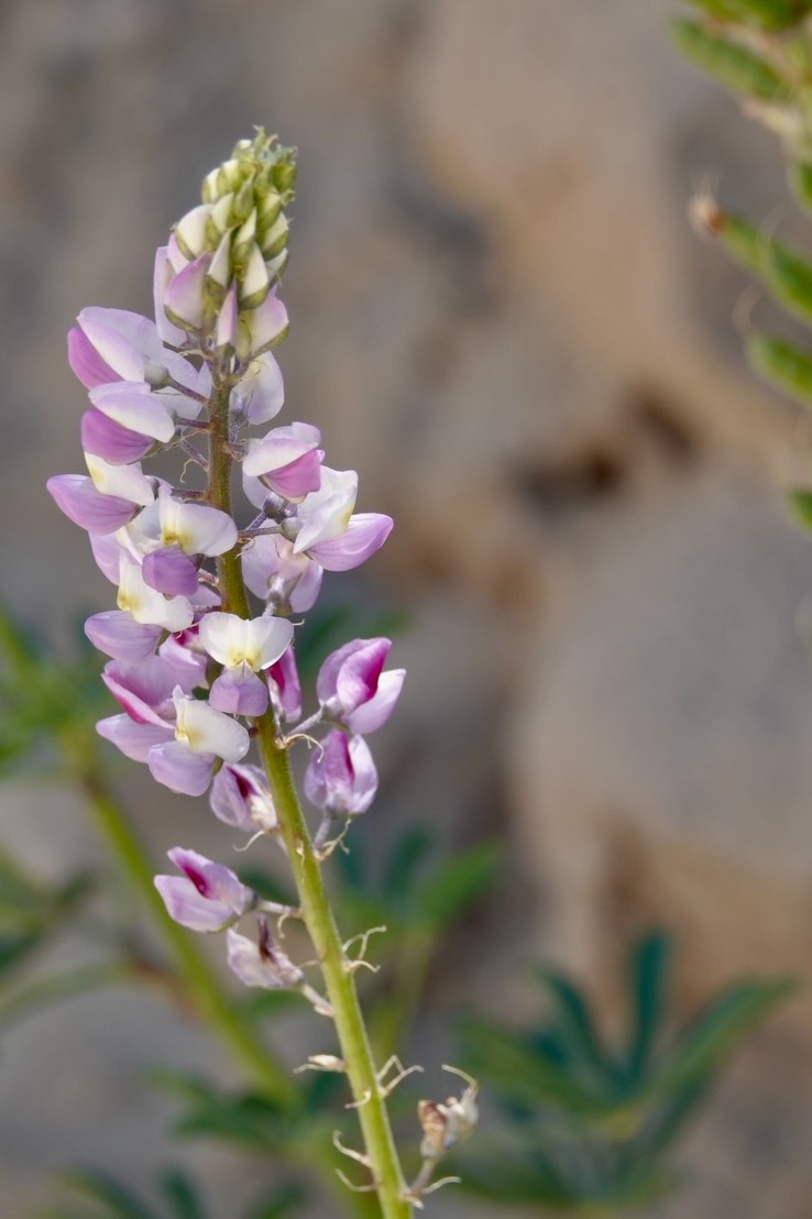 Lupinus, Baja California2