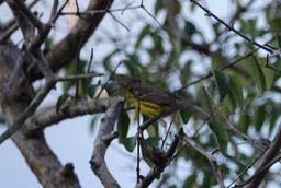  Magnolia Warbler, Setophaga magnolia                              