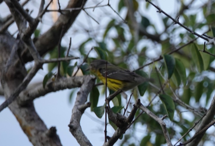  Magnolia Warbler, Setophaga magnolia                              