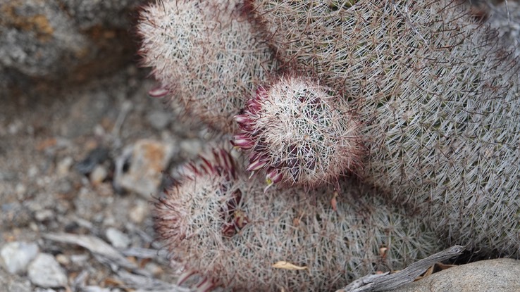 Mammillaria dioica, California Fishhook Cactus, Bahia de los Angeles, Baja California (2)