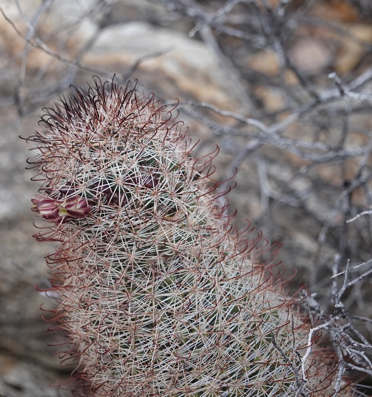 Mammillaria dioica, California Fishhook Cactus, Bahia de los Angeles, Baja California (3)