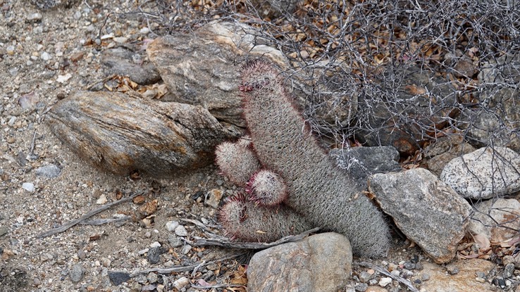 Mammillaria dioica, California Fishhook Cactus, Bahia de los Angeles, Baja California (4)