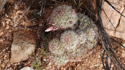 Mammillaria dioica, California Fishhook Cactus, Baja California