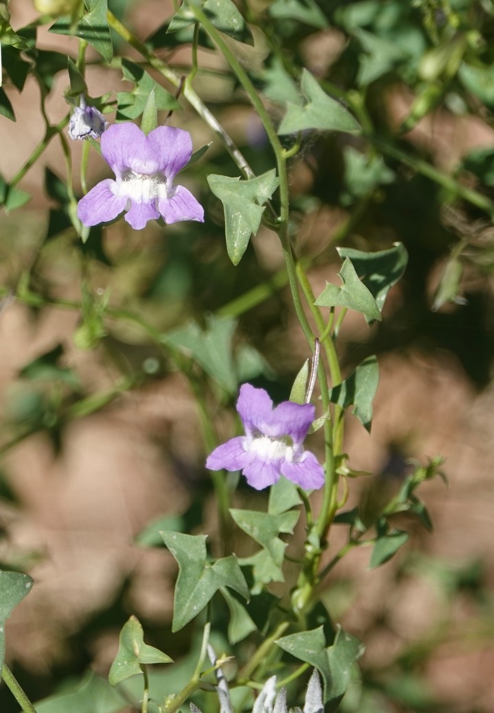 Maurandella antirrhiniflora, Little Snapdragon Vine2