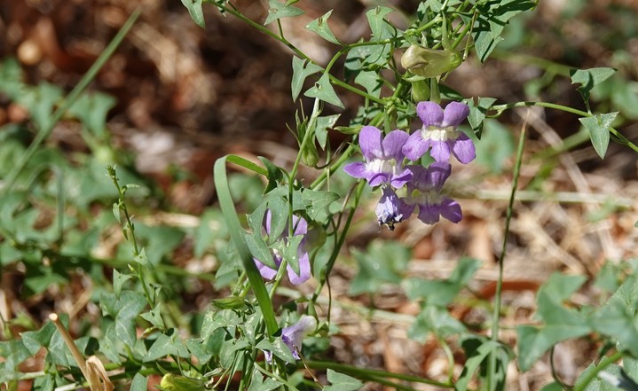 Maurandella antirrhiniflora, Little Snapdragon Vine3