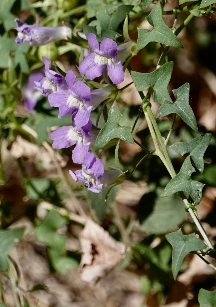 Maurandella antirrhiniflora, Little Snapdragon Vine1