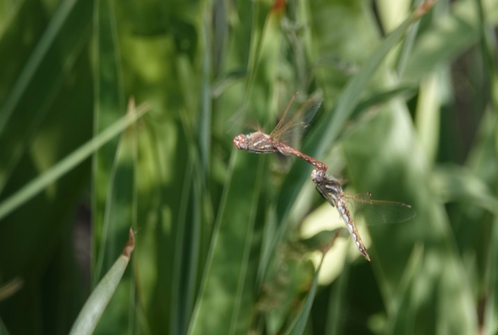 Meadowhawk,Variegated6