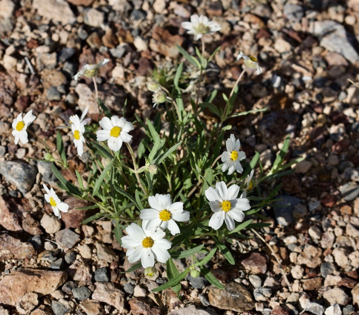 Melampodium leucanthum 4-27b