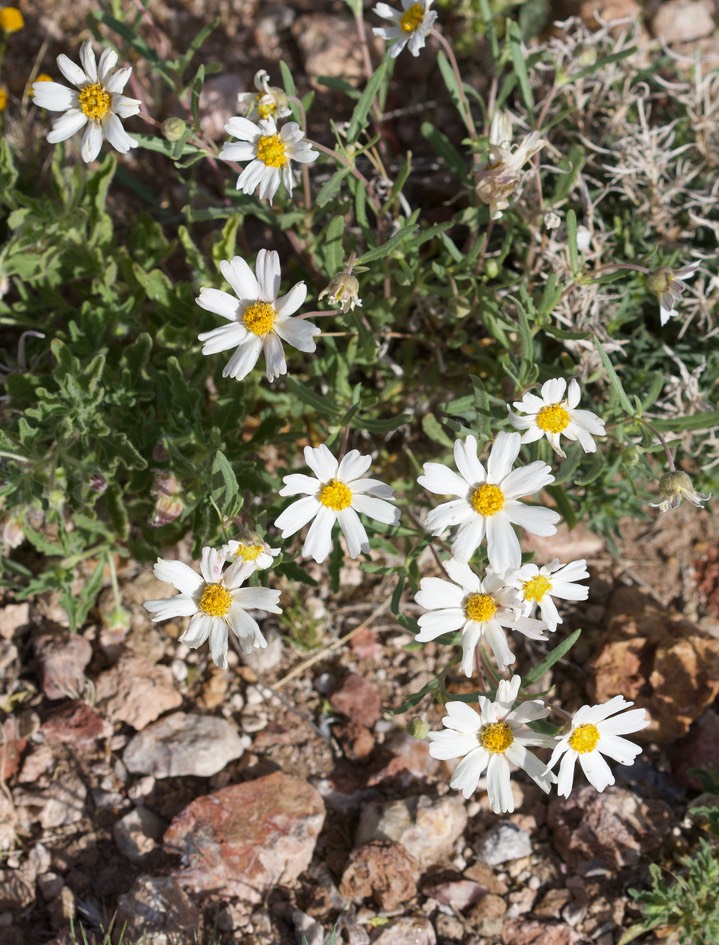 Melampodium leucanthum 4-27a