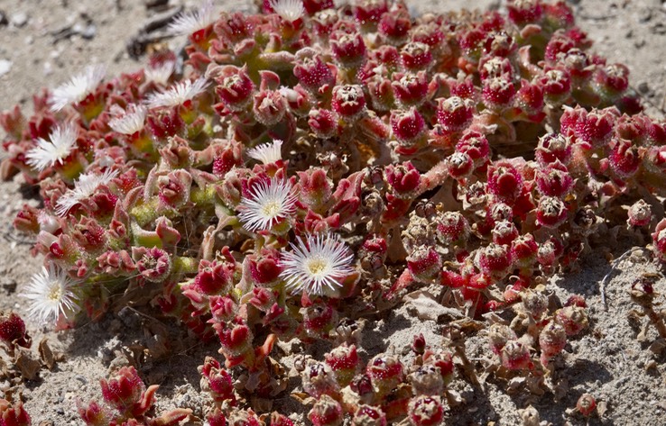 Mesembryanthemum crystallinum, Crystalline Ice Plant, Bahía Asunción, Baja California Sur