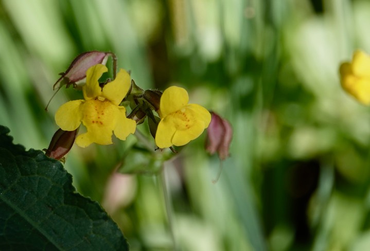 mimulus guttas 1a