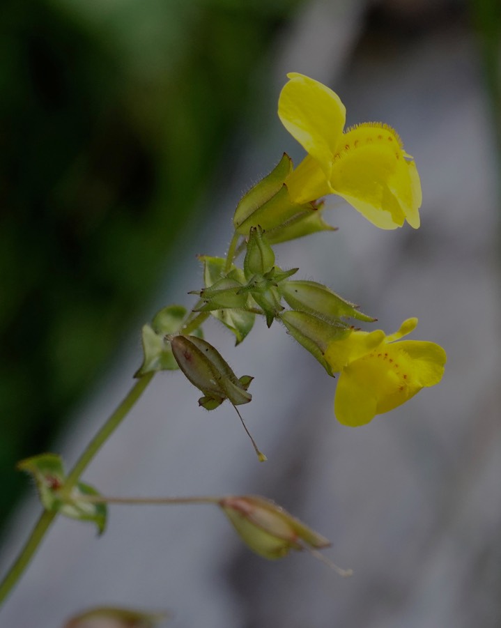 mimulus guttas 1b