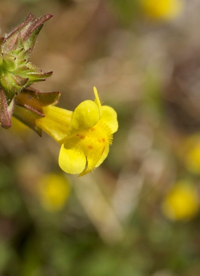 Mimulus guttatus1