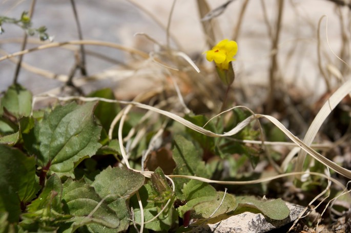 Mimulus guttatus2