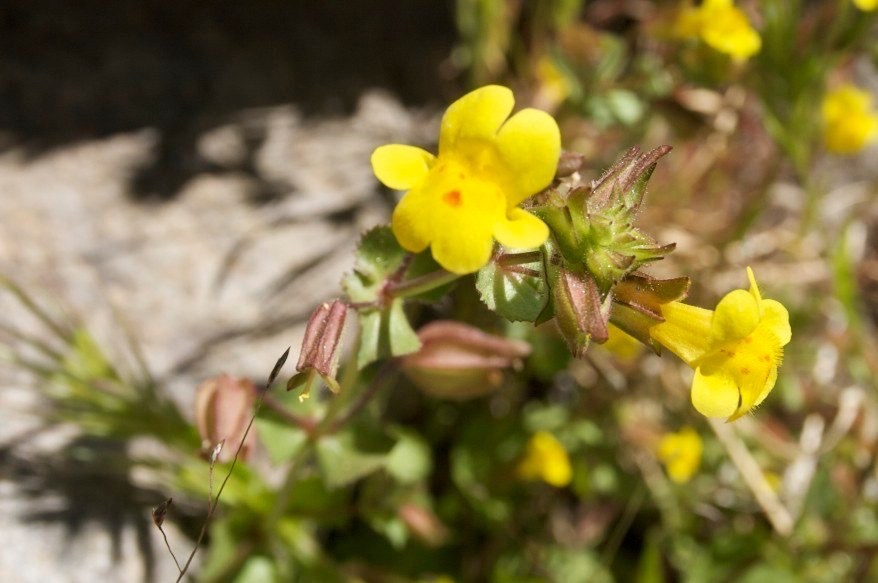 Mimulus guttatus3