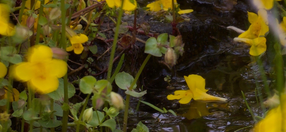 Mimulus Oregon5