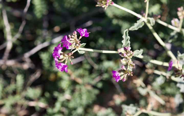 Mirabilis albida,White Four O'Clock2