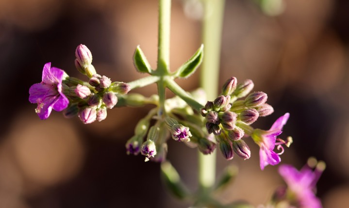 Mirabilis albida,White Four O'Clock3