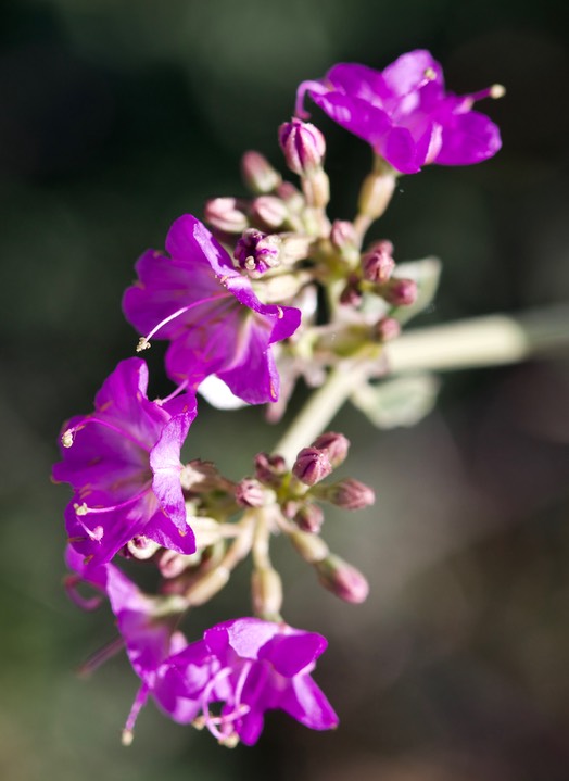 Mirabilis albida,White Four O'Clock1