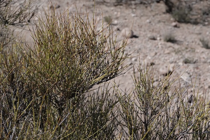 Mormon Tea - Ephedra trifurca along Butterfield Trail