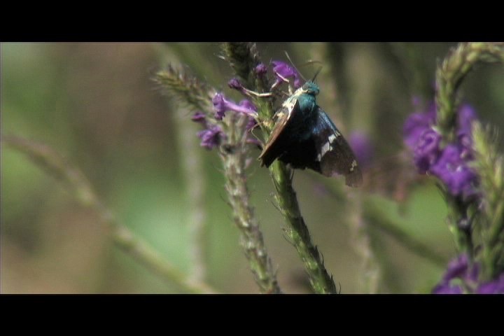 Moth - Peru 1