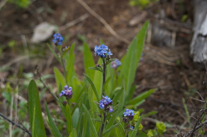 Myosotis laxa2