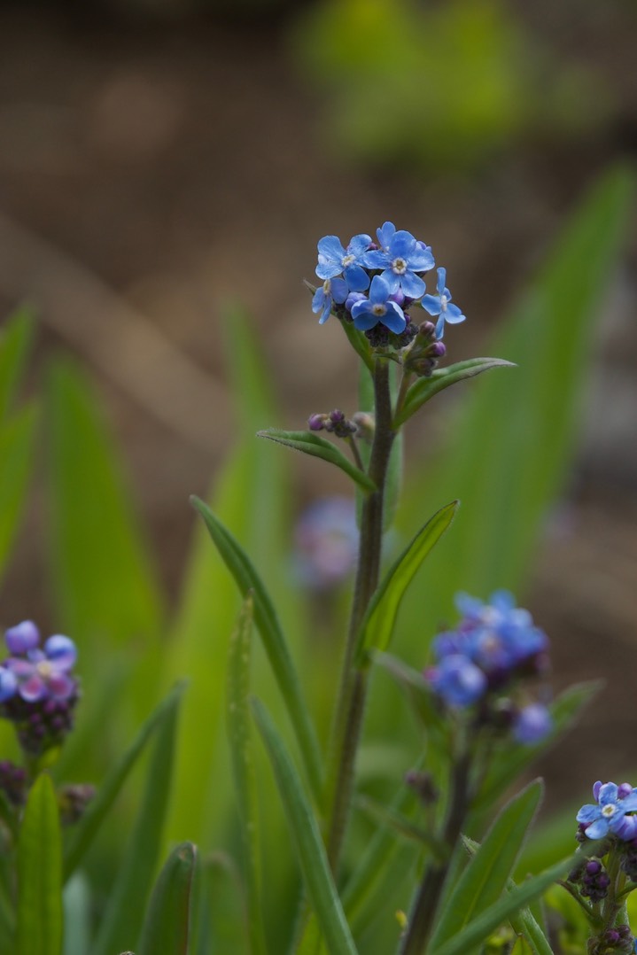 Myosotis laxa4