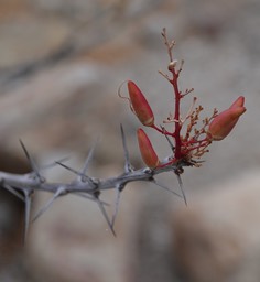 Near Bahia de los Angeles, Baja California, Fouquieria diguetii 2