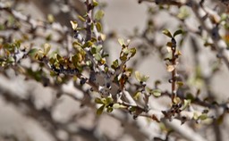 Near Bahia de los Angeles, Baja California, Jatropha cuneata, Limberbush 3