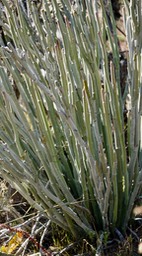 Near Bahia de los Angeles, Baja California, Euphorbia lomelii, Slipper Plant 1