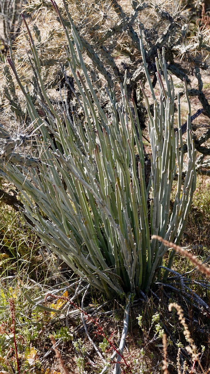 Near Bahia de los Angeles, Baja California, Euphorbia lomelii, Slipper Plant3