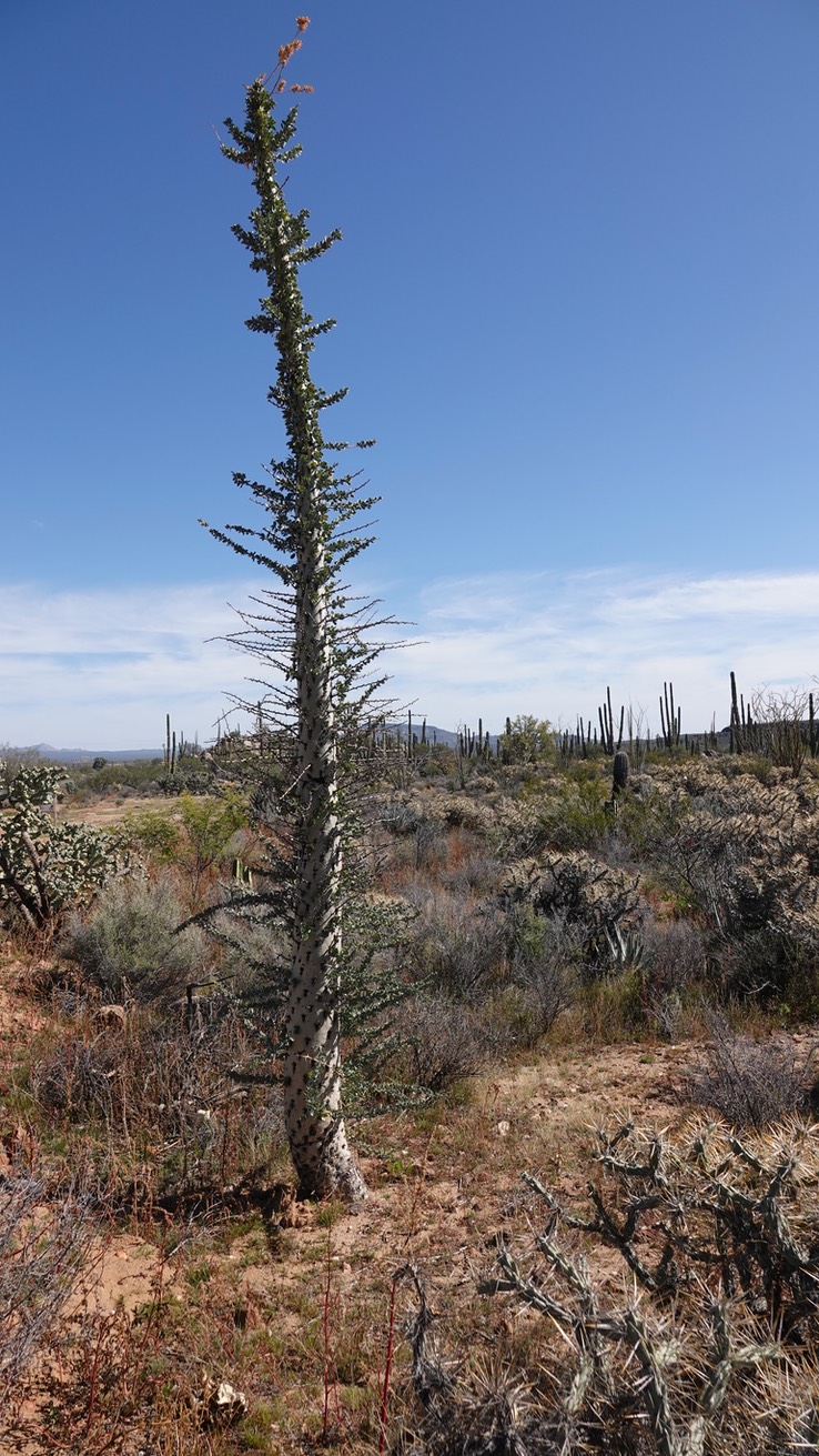 Near Bahia de los Angeles, Baja California, Fouquieria columnaris, Boojum Tree  6