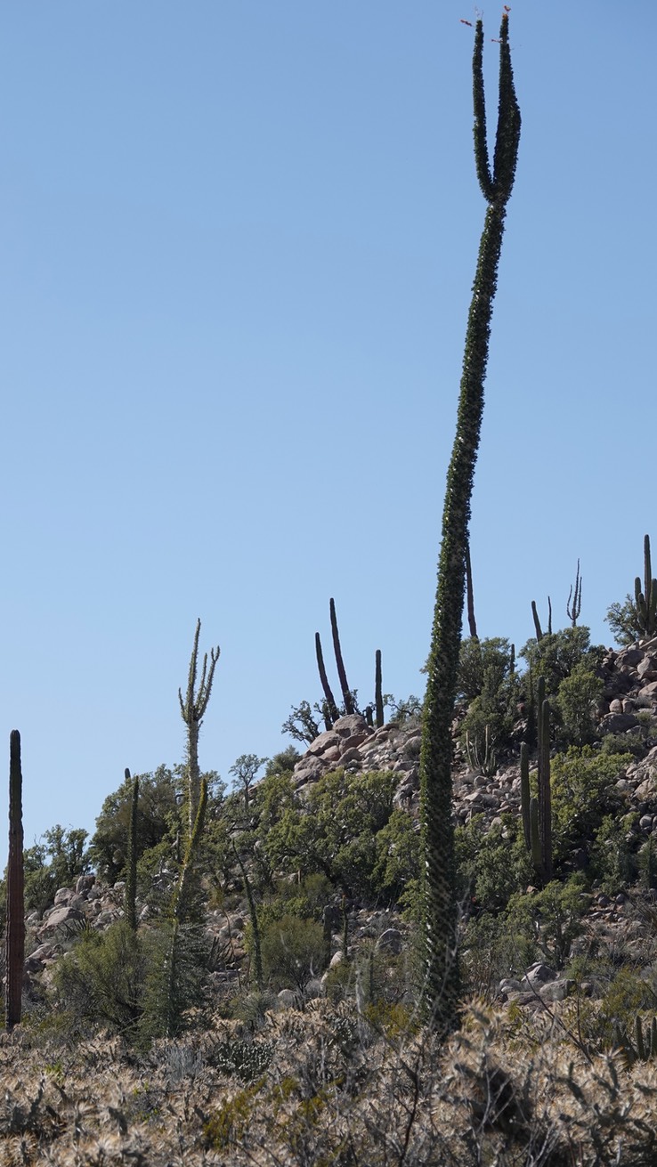 Near Bahia de los Angeles, Baja California, Fouquieria columnaris, Boojum Tree 1