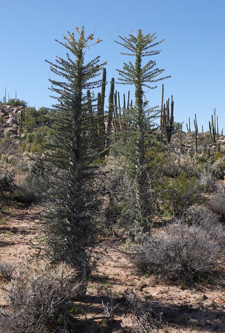 Near Bahia de los Angeles, Baja California, Fouquieria columnaris, Boojum Tree 7