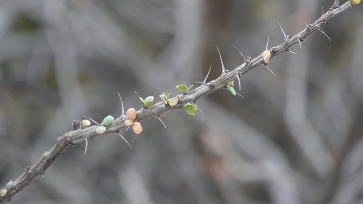 Near Bahia de los Angeles, Baja California, Fouquieria diguetii 2c