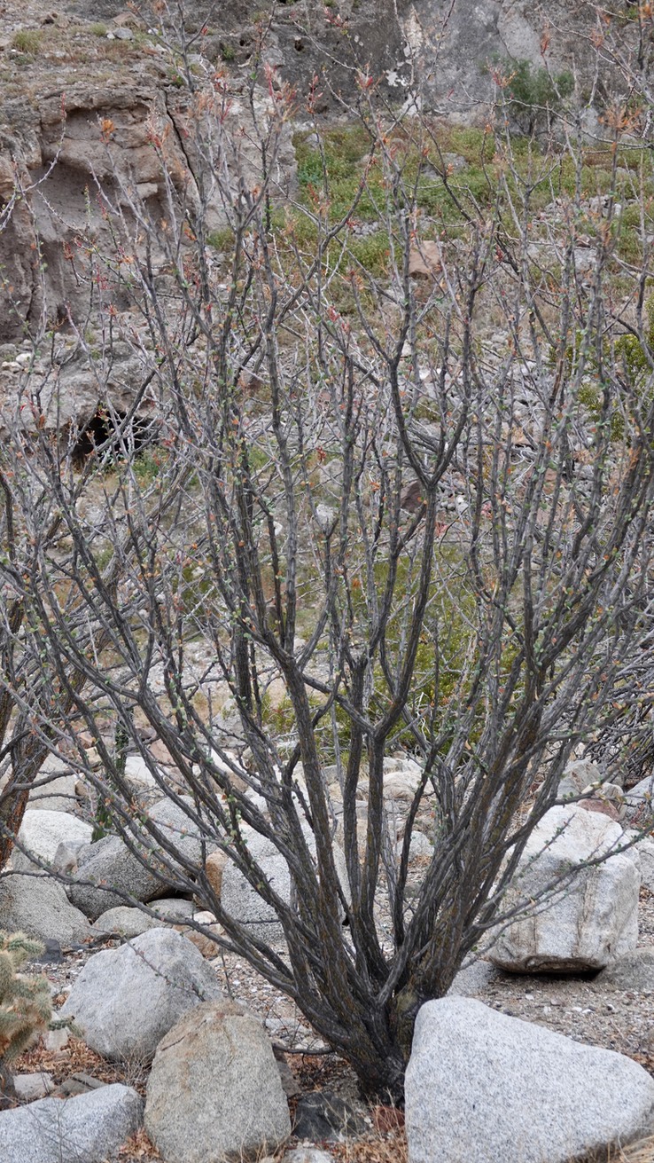 Near Bahia de los Angeles, Baja California, Fouquieria diguetii 2b