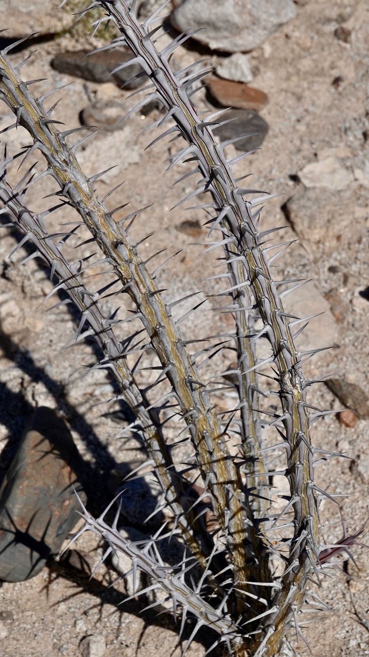 Near Bahia de los Angeles, Baja California, Fouquieria splendens, Ocotillo 2