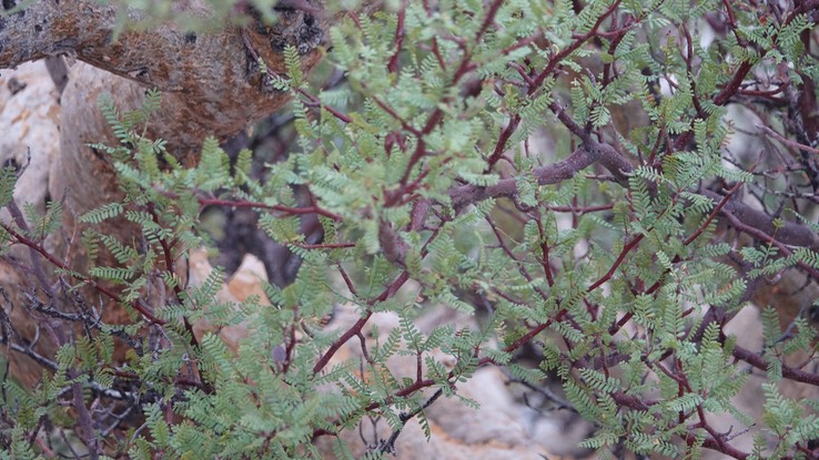 Near Bahia de los Angeles, Bursera microphylla, Small-Leaf Elephant Tree 1