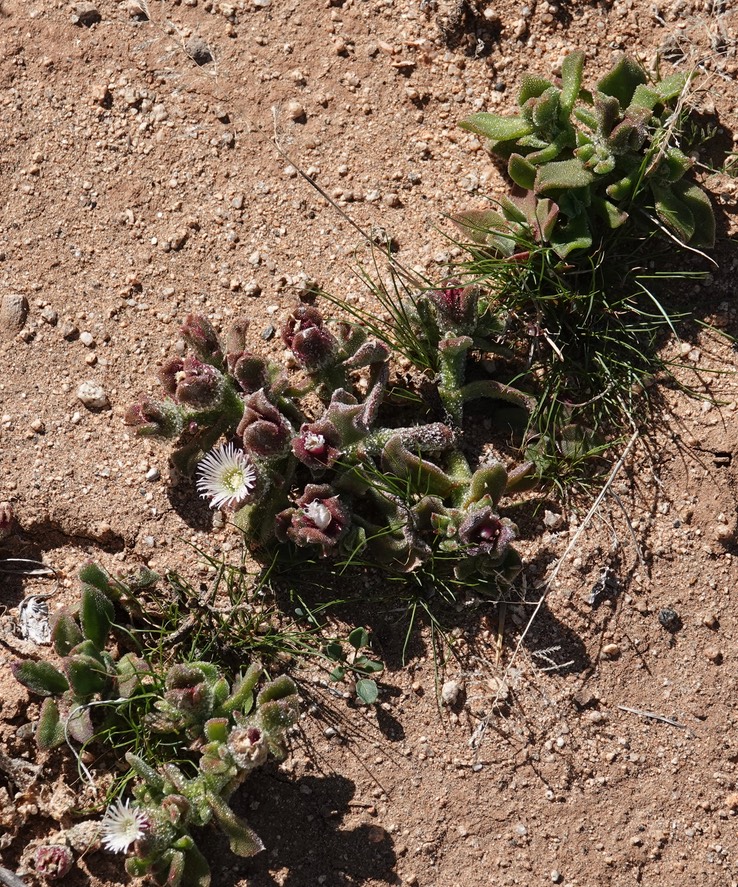 Near Bahia de los Angeles, Baja California, Mesembryanthemum crystallinum, Crystalline Iceplant 1