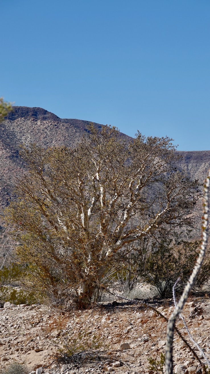 Near Bahia de los Angeles, Baja California Baja California Elephant Tree, Pachycormus discolor 6