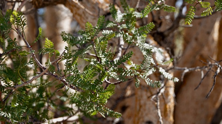 Near Bahia de los Angeles, Baja California Baja California Elephant Tree, Pachycormus discolor 4